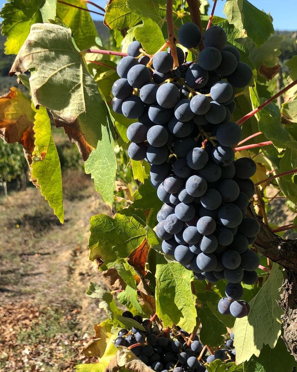 Podere Bellavista Σαν Τζιμινιάνο Εξωτερικό φωτογραφία